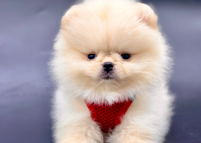 Safkan Pomeranian Boo Yavrularımız